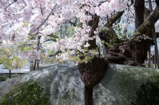 石割桜